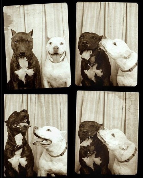 Cuuuute. Cuuuute.