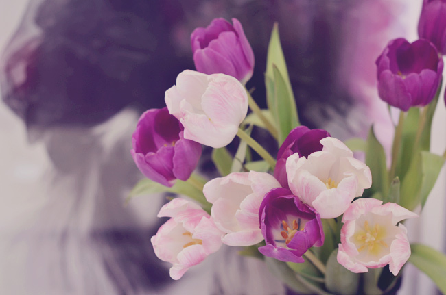 Tulips Tulips