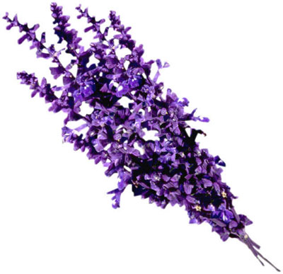 10 Plants To Attract Love, Joy And Prosperity 10 Plants To Attract Love, Joy And Prosperity